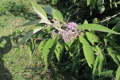 Callicarpa macrophylla